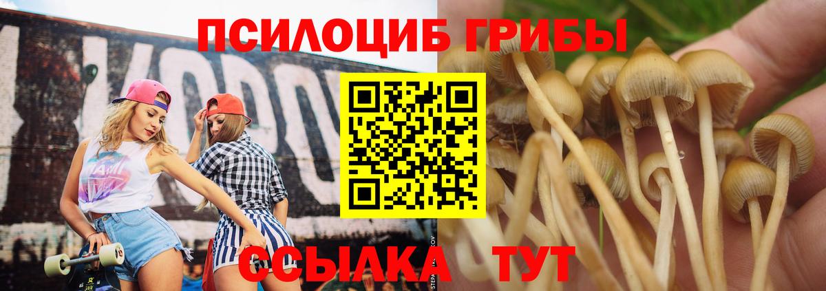 Псилоцибиновые грибы Cubensis Гусев